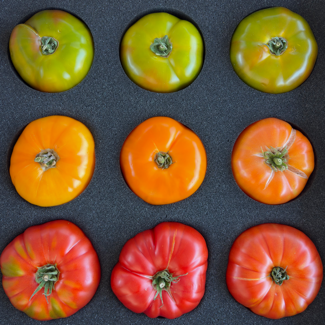 Assorted colored tomatoes arranged in a grid on a dark surface